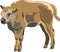 American bison calves