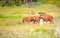 American Bison Calves