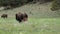 American bison calves walking closely behind their mothers