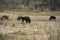 American Bison at Caprock Canyons State Park, Texas