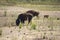 American Bison at Caprock Canyons State Park, Texas