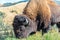American Bison Closeup