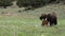 American bison cow and calf grazing