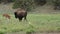 American bison cow and calf walking in a green field.