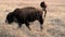 American Bison cow closeup, walking in the tall grass prairie.