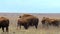 American Bison cow with suckling calf, nursing on the tall grass prairie.