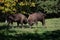 American bison engaged in a territorial battle, using their horns to assert dominance