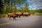 American bison family cross a road in Grand Teton National Park, Wyoming