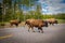 American bison family cross a road in Grand Teton National Park, Wyoming