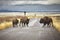 American bison family cross a road, Wyoming, USA.