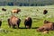 American bison family in Yellowstone