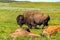 American bison family in Yellowstone