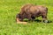 American bison family in Yellowstone