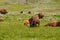 American bison family in Yellowstone