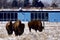 American Bison at Fermi Lab