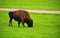 American Bison on a field