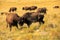 American Bison fight