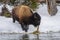 American Bison on the Firehole river in Yellowstone National Park. Winter scene