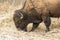 An American Bison Foraging for Food