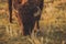 American Bison on a Grassland Close Up
