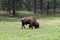 American Bison on grassland, Custer State Park, South Dakota, USA