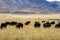 American Bison graze near the mountains on Antelope Island State Park in Utah