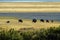 American Bison graze near the mountains on Antelope Island State Park in Utah