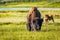 American Bison graze at Yellowstone