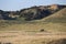 An American bison grazes in the grasslands of South Dakota.