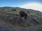 American Bison Grazing by Roadside With Passing Cars