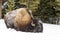 American Bison grazing in snow