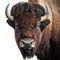 American bison head closeup portrait isolated on white, beautiful powerful animal, for tattoo, design