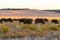 American bison herd in the golden rolling hills in autumn