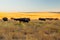 American bison herd in the golden rolling hills in autumn