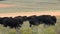 American bison herd in the golden rolling hills at sunset