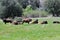 American Bison Herd in San Diego County California