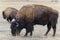 American Bison on the High Plains of Colorado. Bull Bison