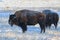 American Bison on the High Plains of Colorado. Bull Bison