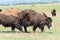 American Bison on the High Plains of Colorado. Bull Bison. Snow Covered Bull Standing in a Road