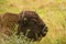 American Bison laying in the grass