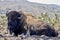 American Bison lying down full body view