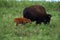 American Bison Mother and Child
