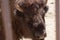 American bison in a natural park, some standing, others lying, and others with young near them. Animals on a natural background,