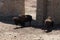 American bison in a natural park, some standing, others lying, and others with young near them. Animals on a natural background,