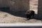 American bison in a natural park, some standing, others lying, and others with young near them. Animals on a natural background,