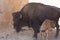 American bison in a natural park, some standing, others lying, and others with young near them. Animals on a natural background,