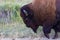 American Bison passing close by with hoof raised