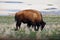 American Bison Photo