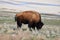 American Bison Photo