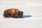 American Bison Plodding Through the Snow